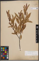 Foto von Salix daphnoides Vill.
